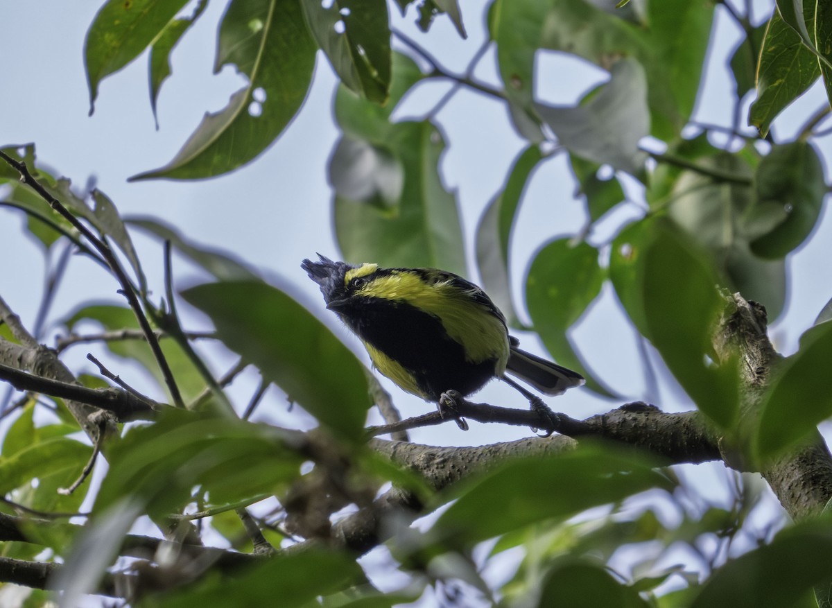 Himalayan Black-lored Tit - ML644269510