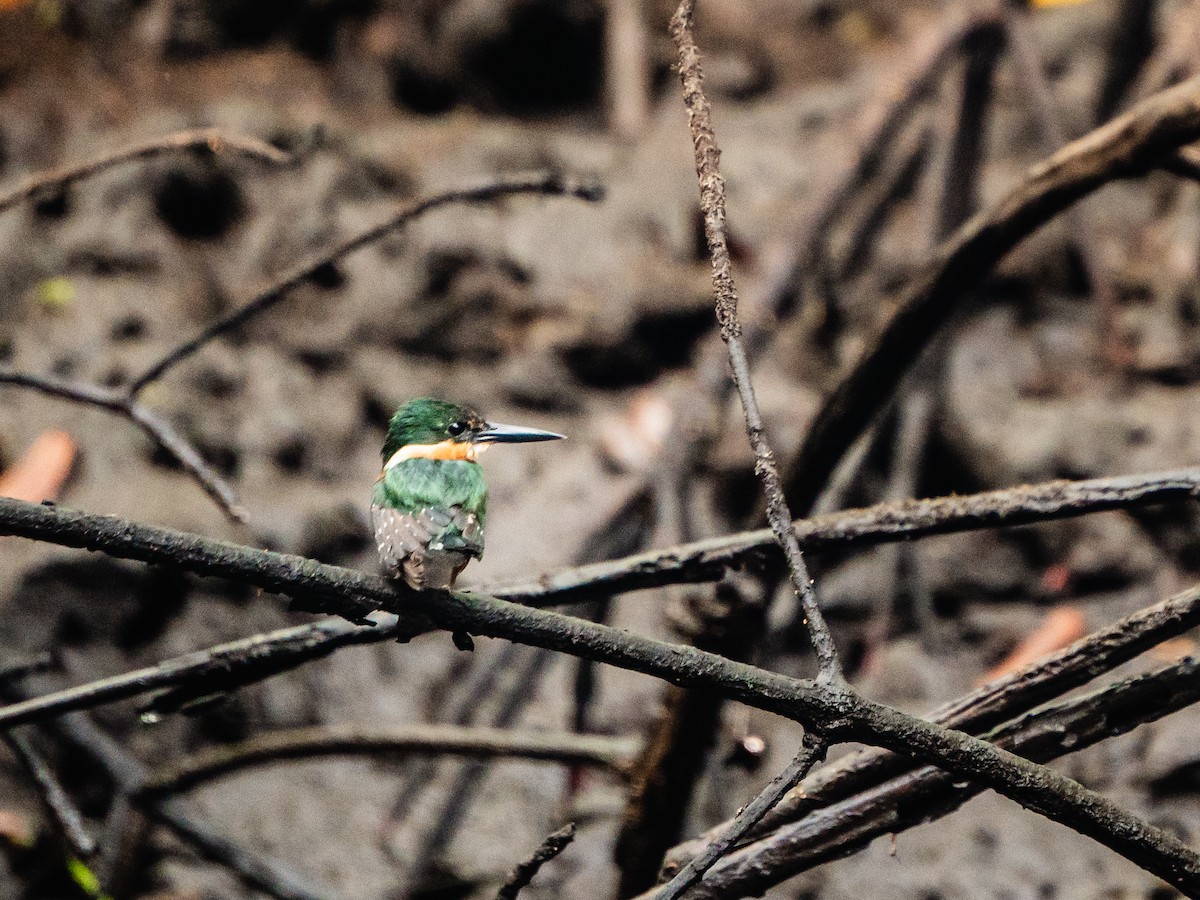 bronseisfugl - ML644269512