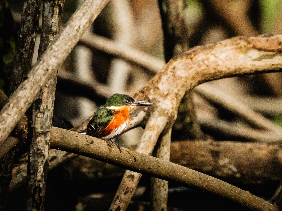 bronseisfugl - ML644269513