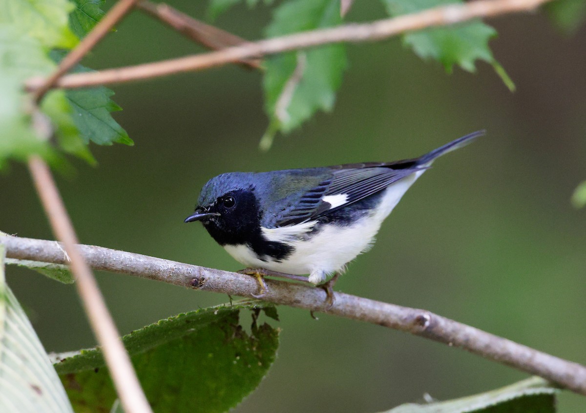 Black-throated Blue Warbler - ML644269520
