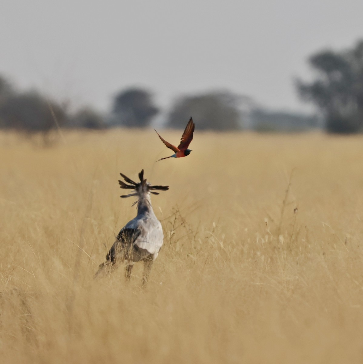 ヘビクイワシ - ML644269524