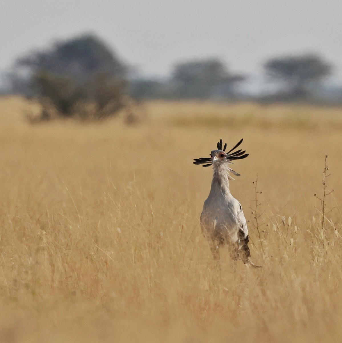 ヘビクイワシ - ML644269528
