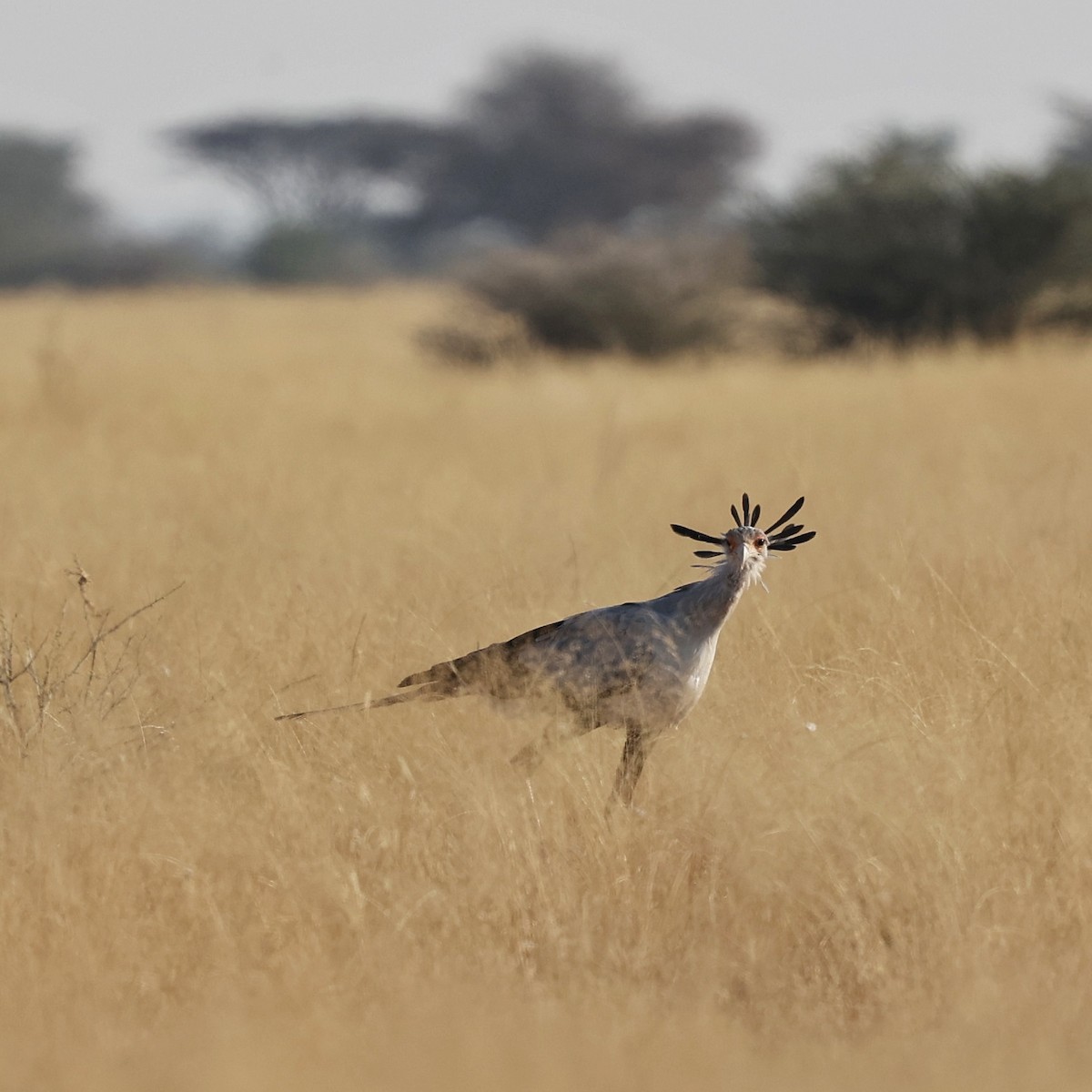 ヘビクイワシ - ML644269529