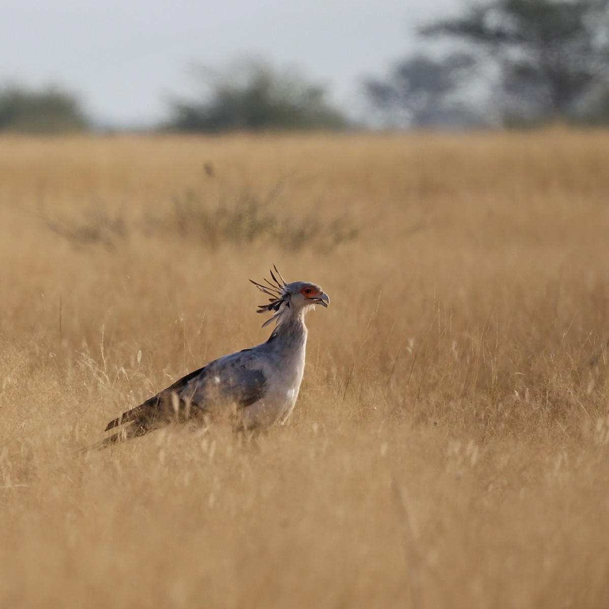 ヘビクイワシ - ML644269531