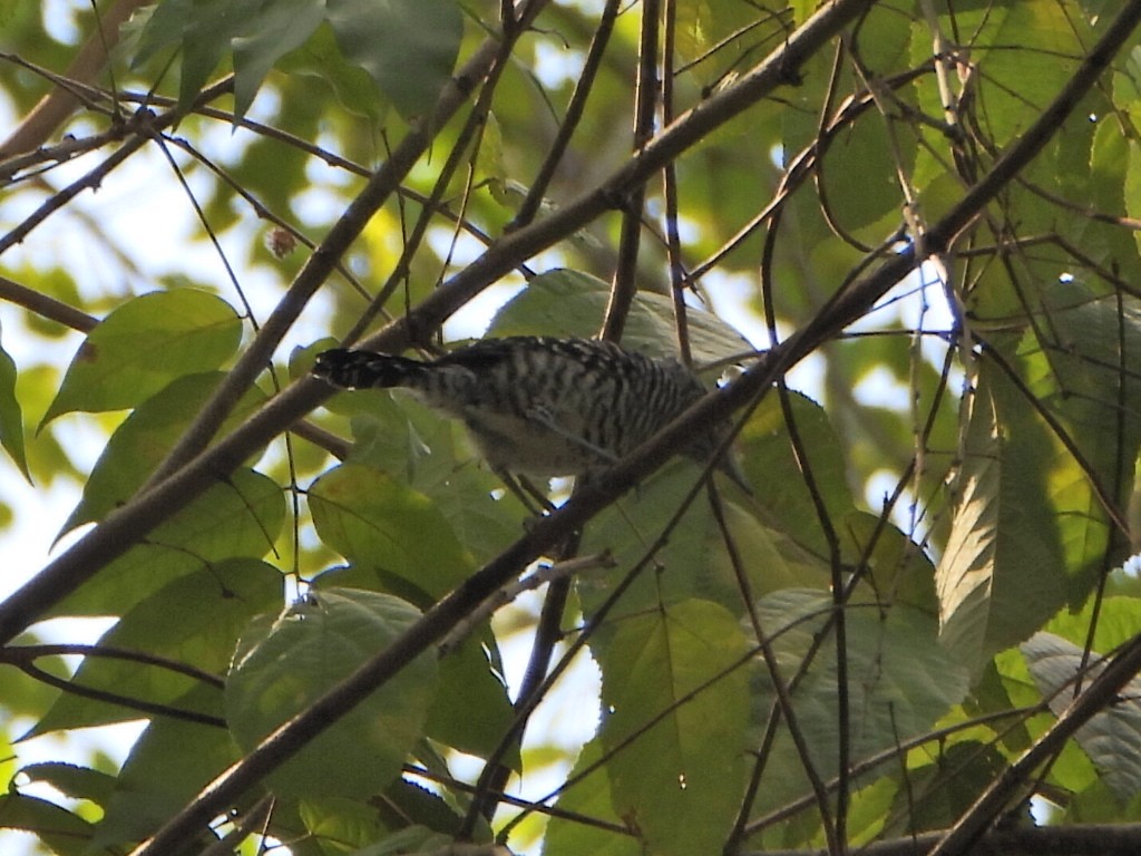 Чернополосый колючник - ML644269532