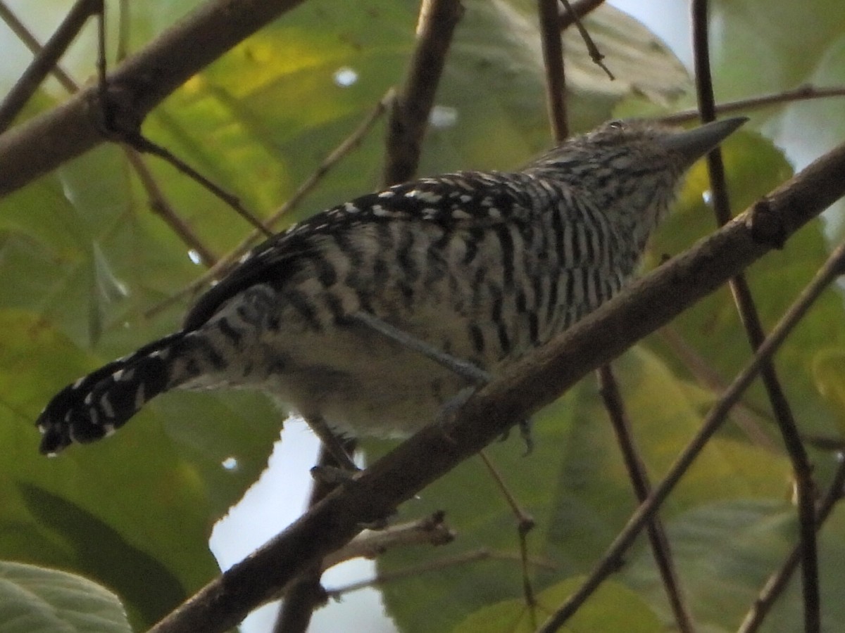 Чернополосый колючник - ML644269533