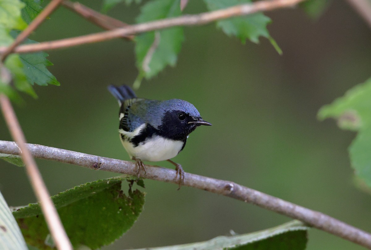 Black-throated Blue Warbler - ML644269537