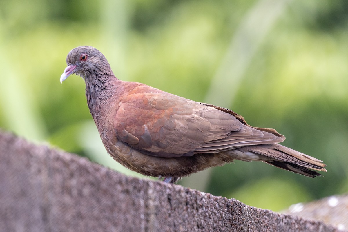 Malagasy Turtle-Dove - ML644269547