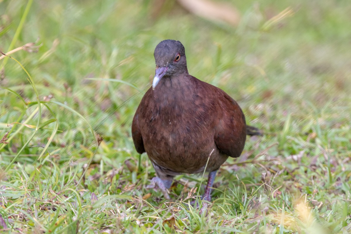 Malagasy Turtle-Dove - ML644269548