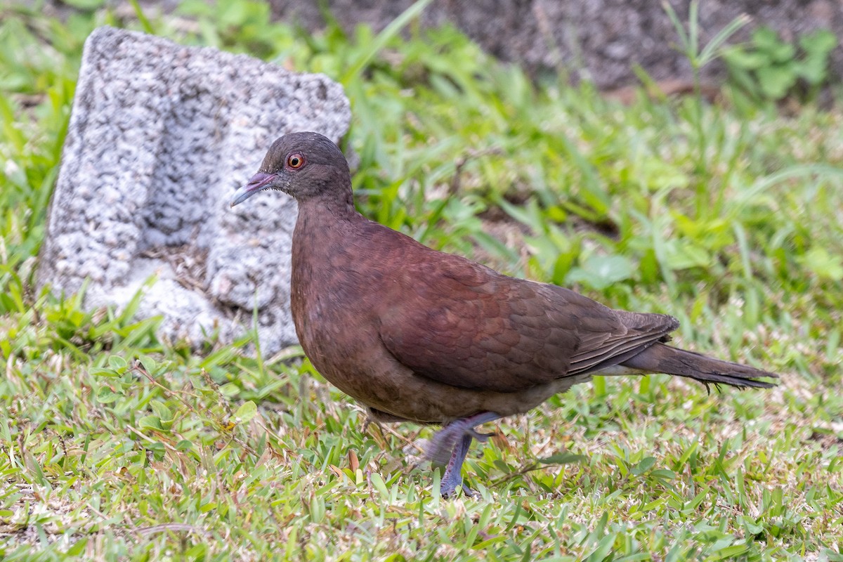 Malagasy Turtle-Dove - ML644269549