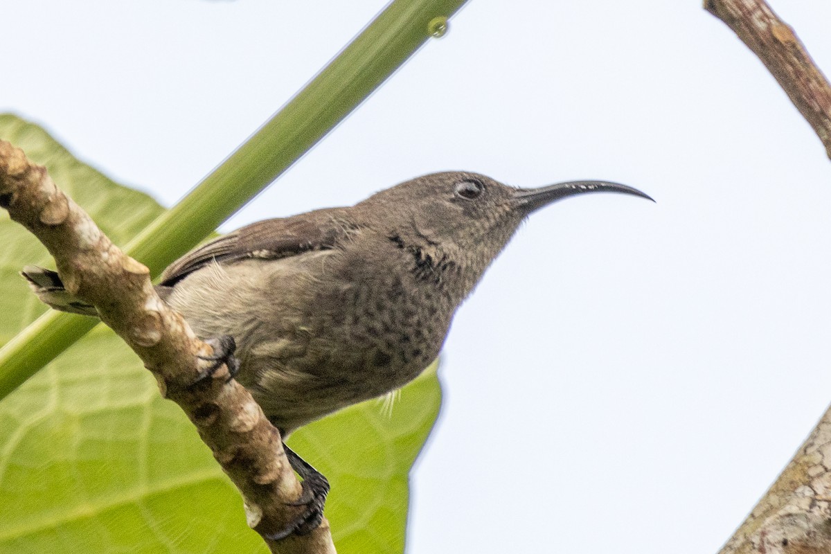 Seychelles Sunbird - ML644269563