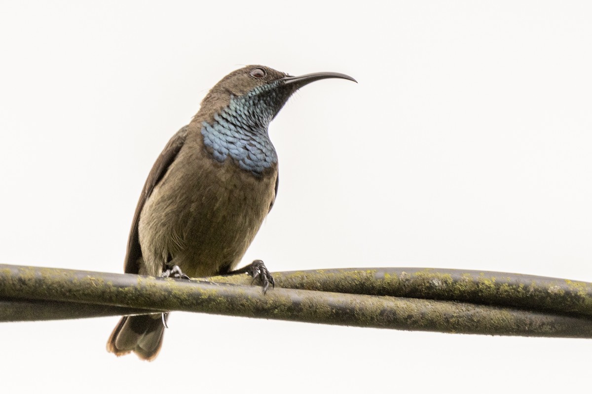 Seychelles Sunbird - ML644269565