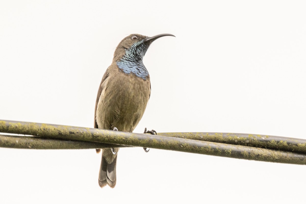 Seychelles Sunbird - ML644269567