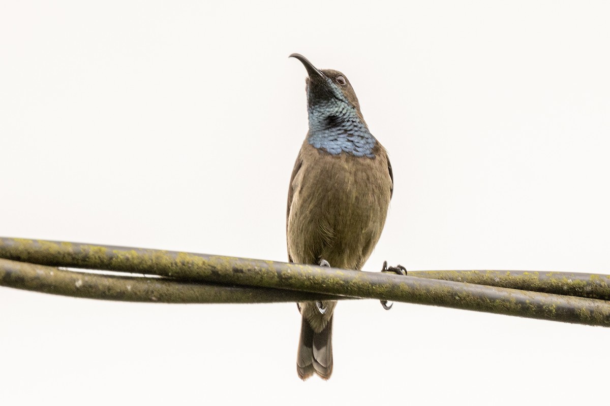 Seychelles Sunbird - ML644269568