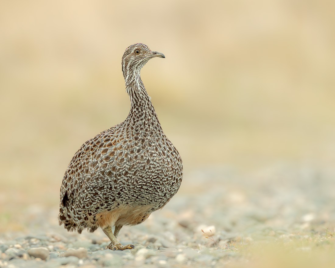Patagonian Tinamou - ML644269575