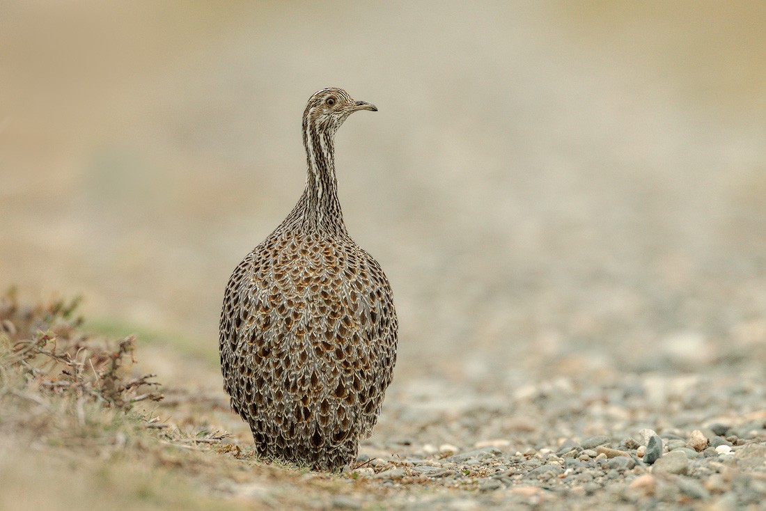 Patagonian Tinamou - ML644269576