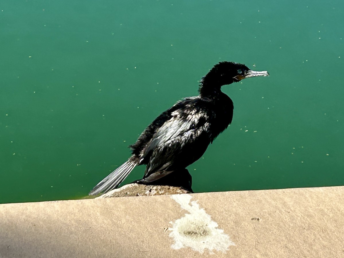 Neotropic Cormorant - ML644269594