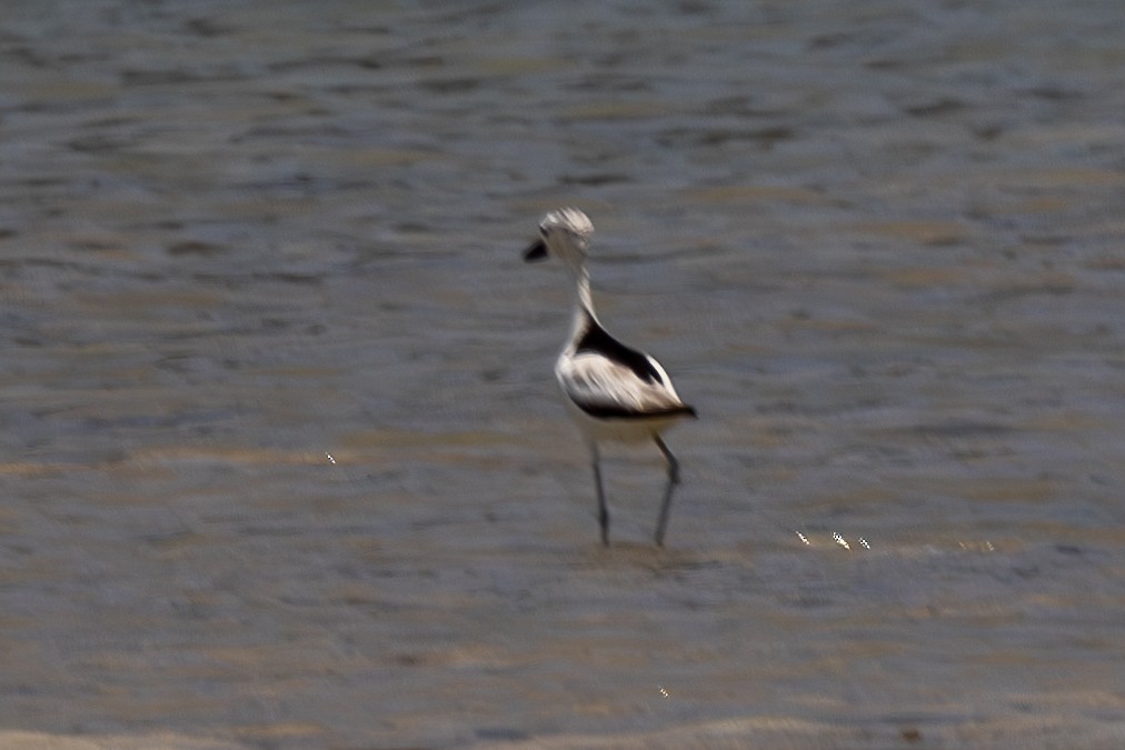 Crab-Plover - ML644269600