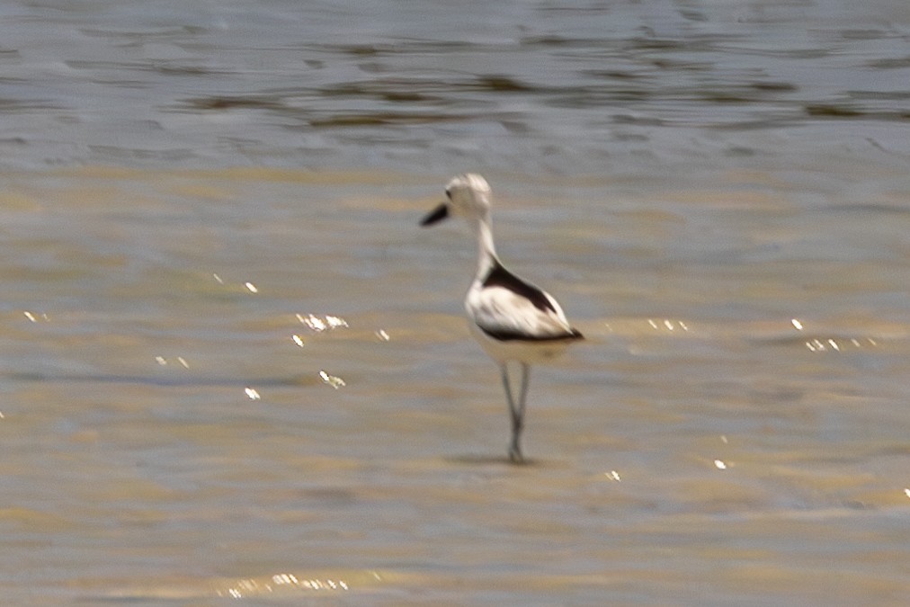 Crab-Plover - ML644269601