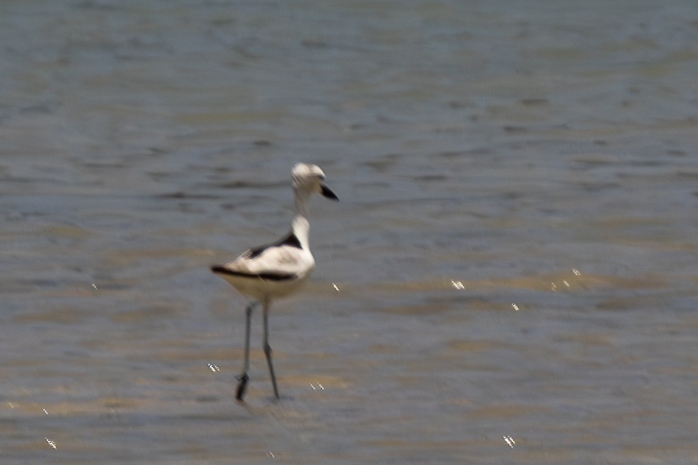 Crab-Plover - ML644269602