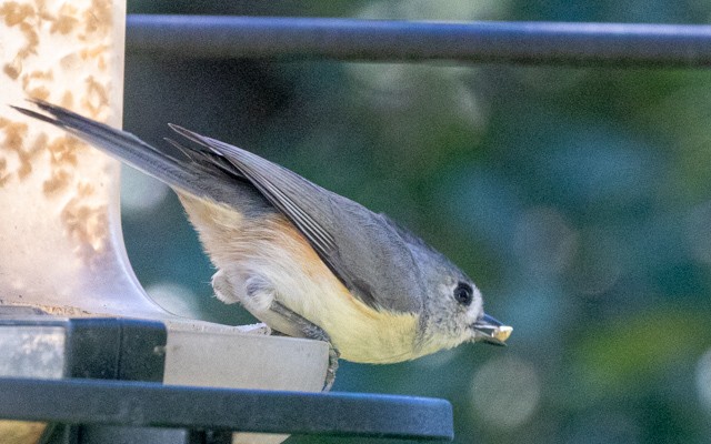 Чернохохлая гренадерка - ML644269635