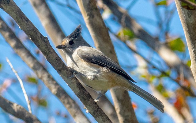 Чернохохлая гренадерка - ML644269636