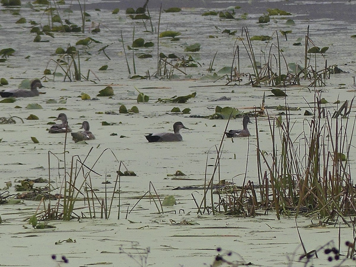 赤膀鴨 - ML644269646