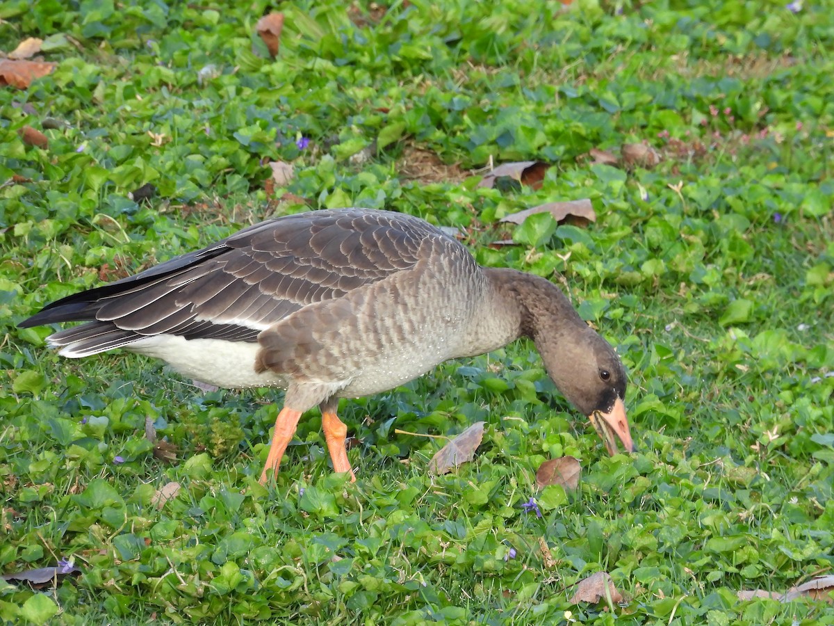 Манхин галуу - ML644269649