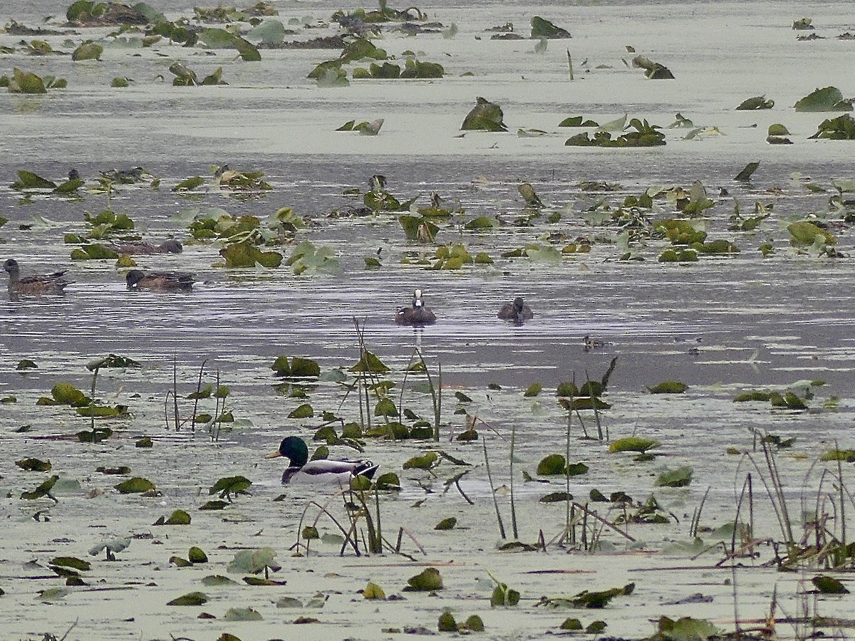 葡萄胸鴨 - ML644269656