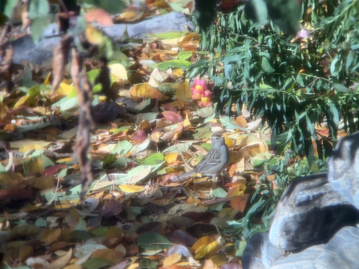 Dachsammer (gambelii) - ML644269665