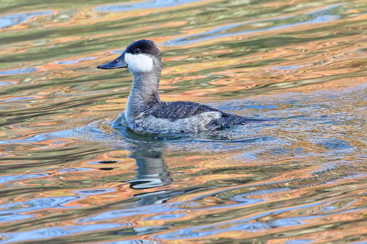 Malvasía Canela - ML644269667
