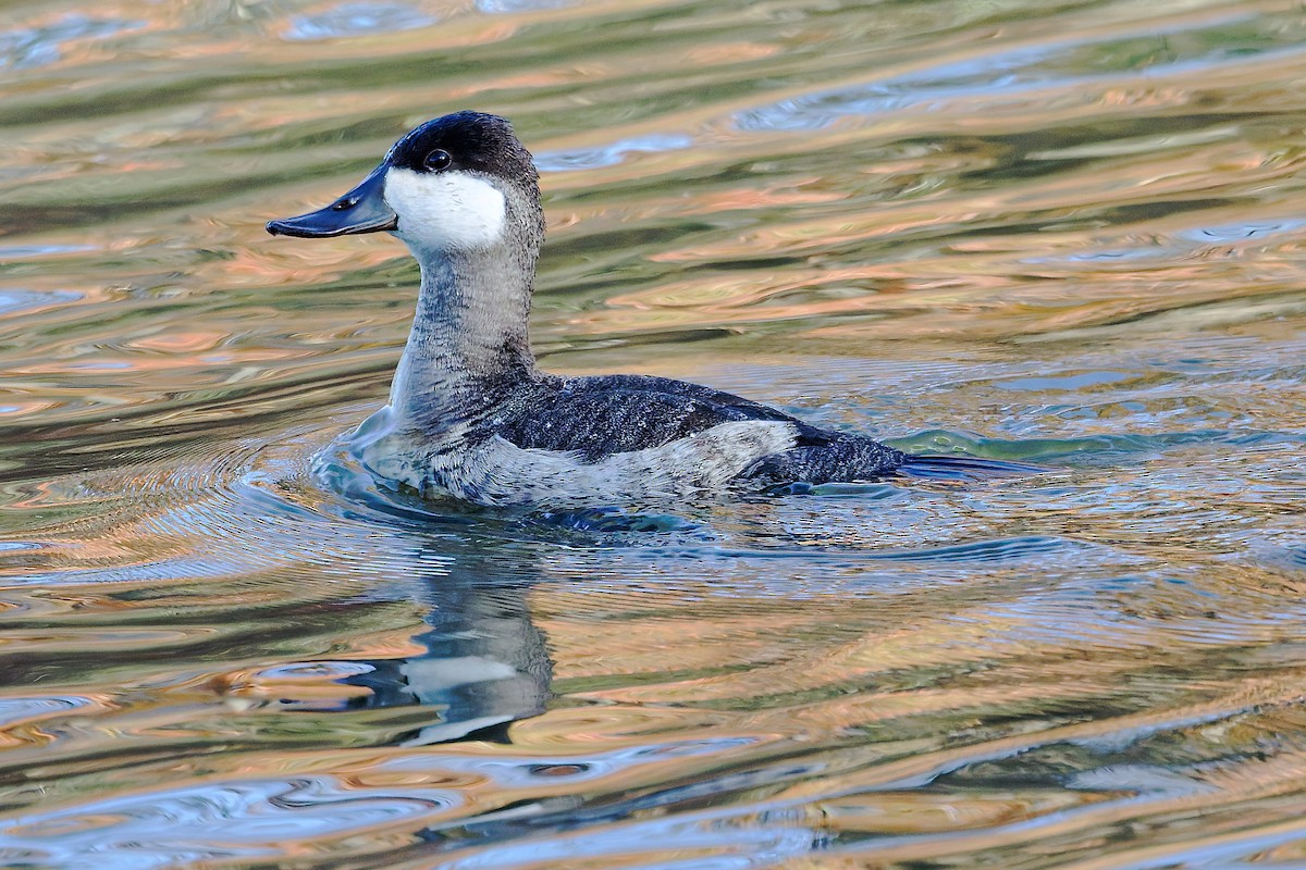 Malvasía Canela - ML644269668