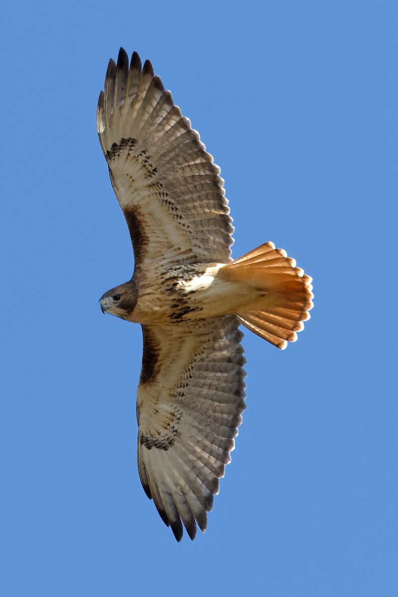 Busardo Colirrojo - ML644269675