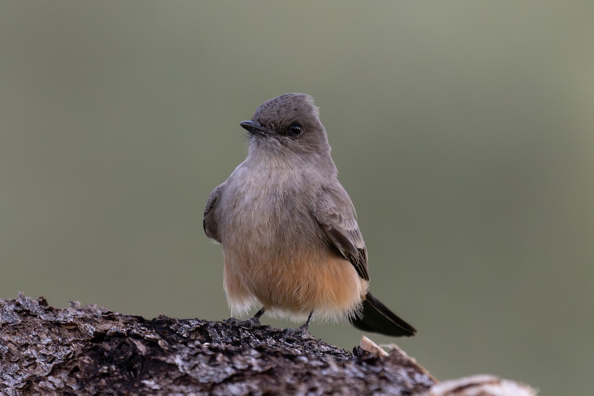 Zimtbauch-Phoebetyrann - ML644269690