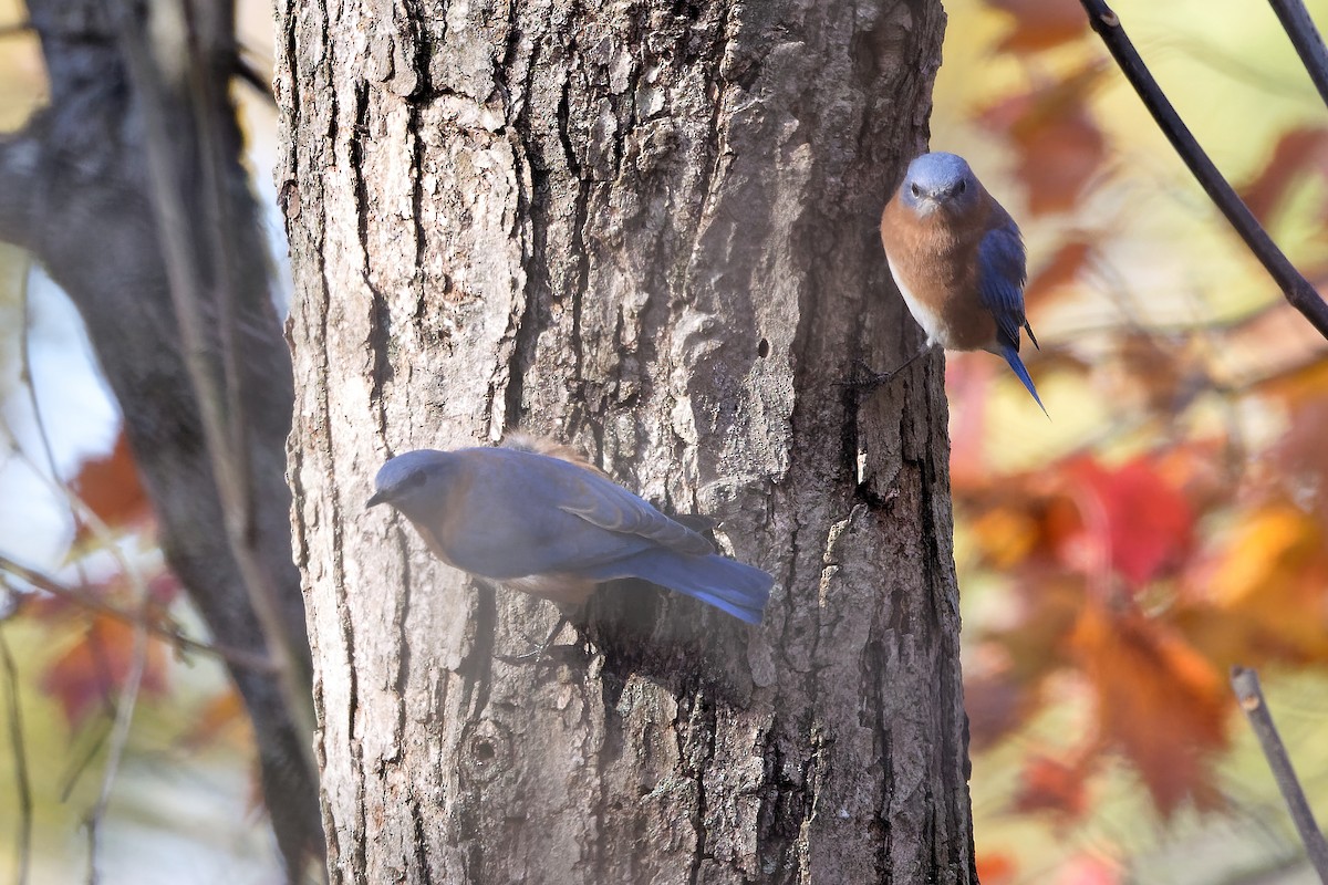 Azulejo Oriental - ML644269693