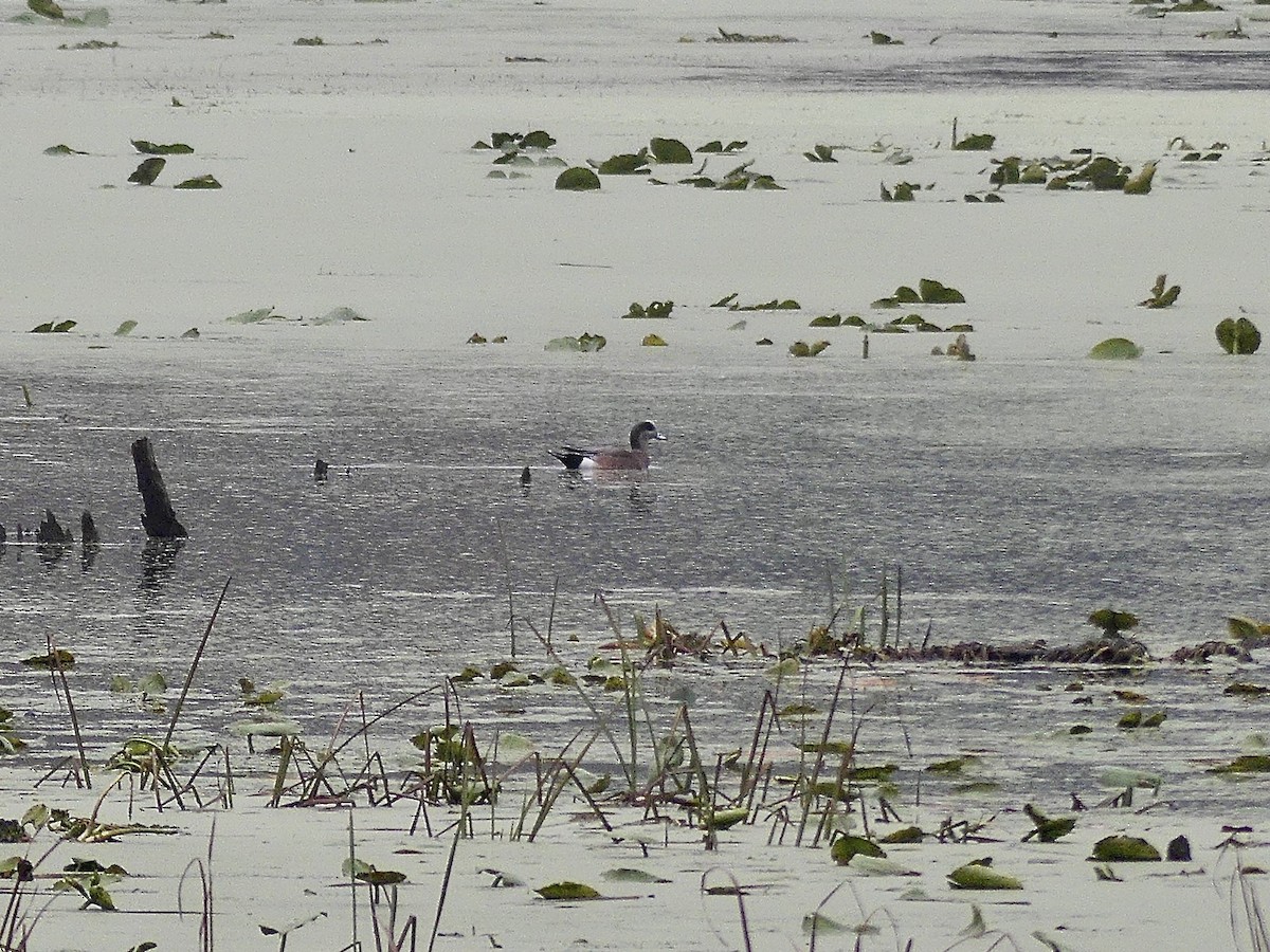葡萄胸鴨 - ML644269706
