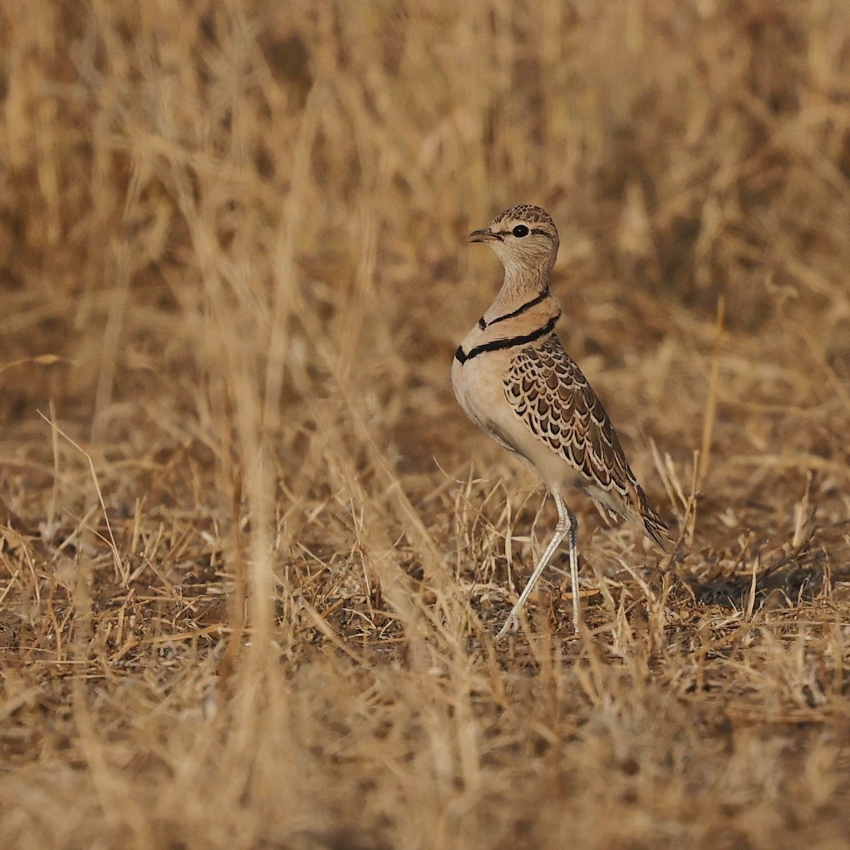 Double-banded Courser - ML644269707