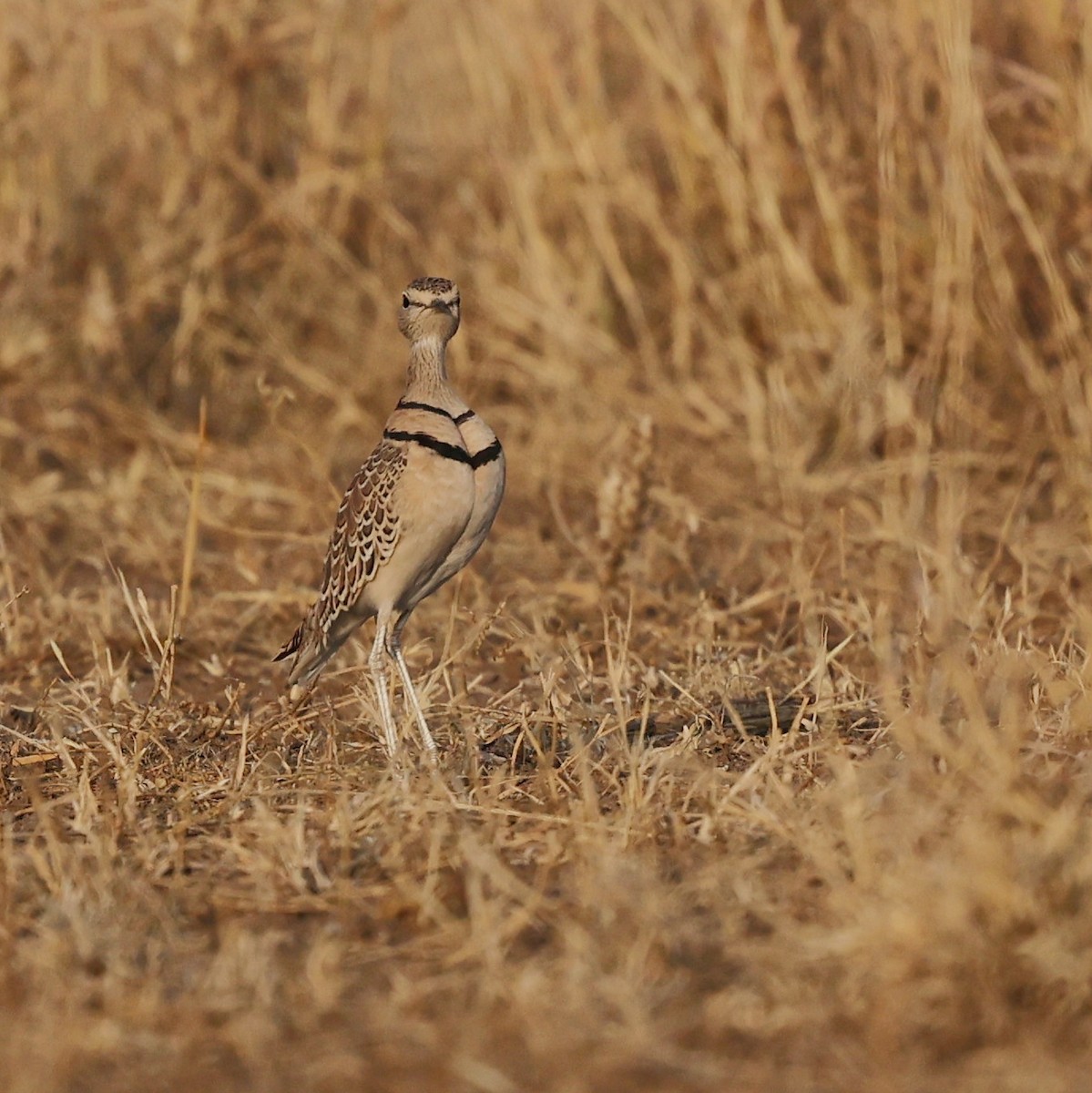 Double-banded Courser - ML644269708