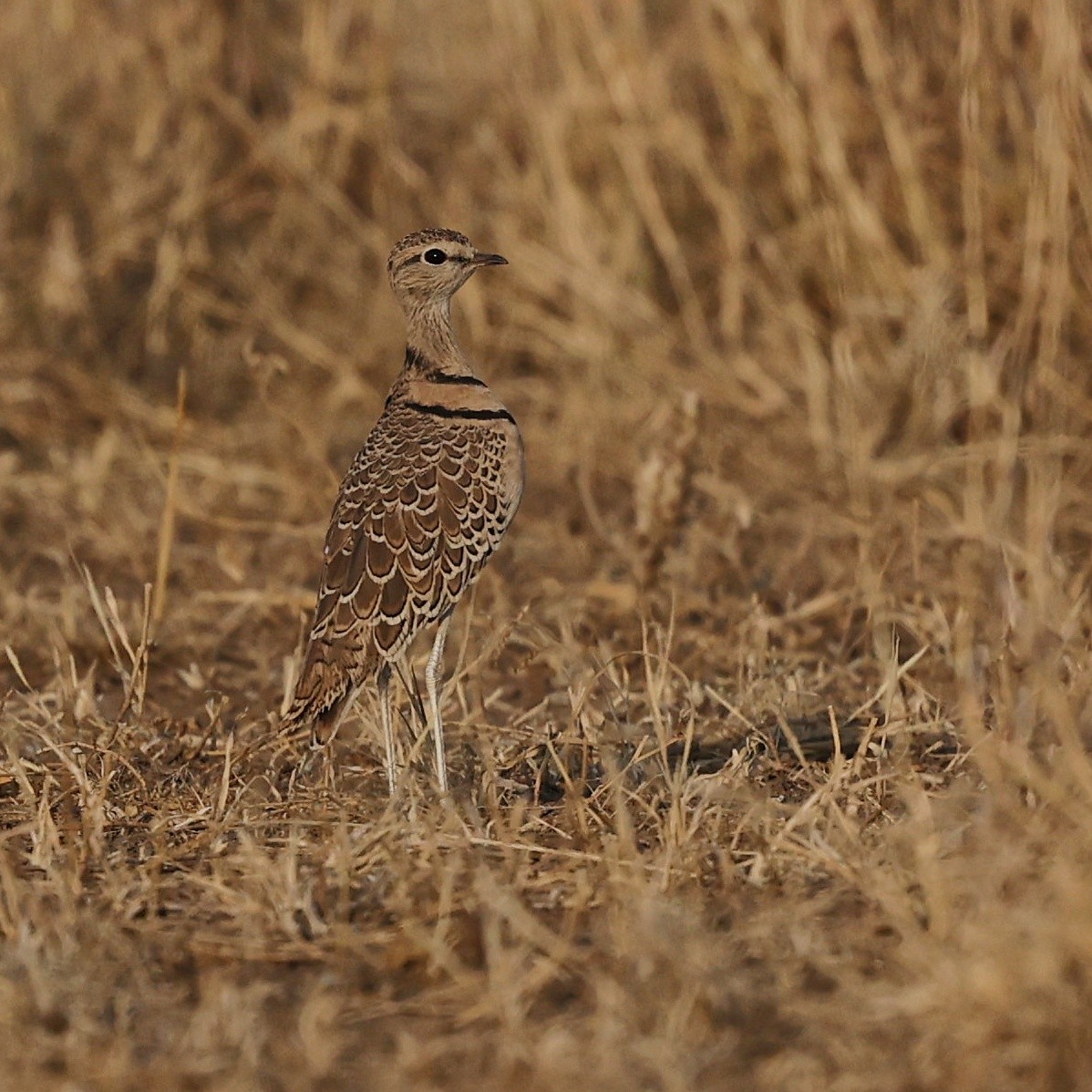 Double-banded Courser - ML644269709