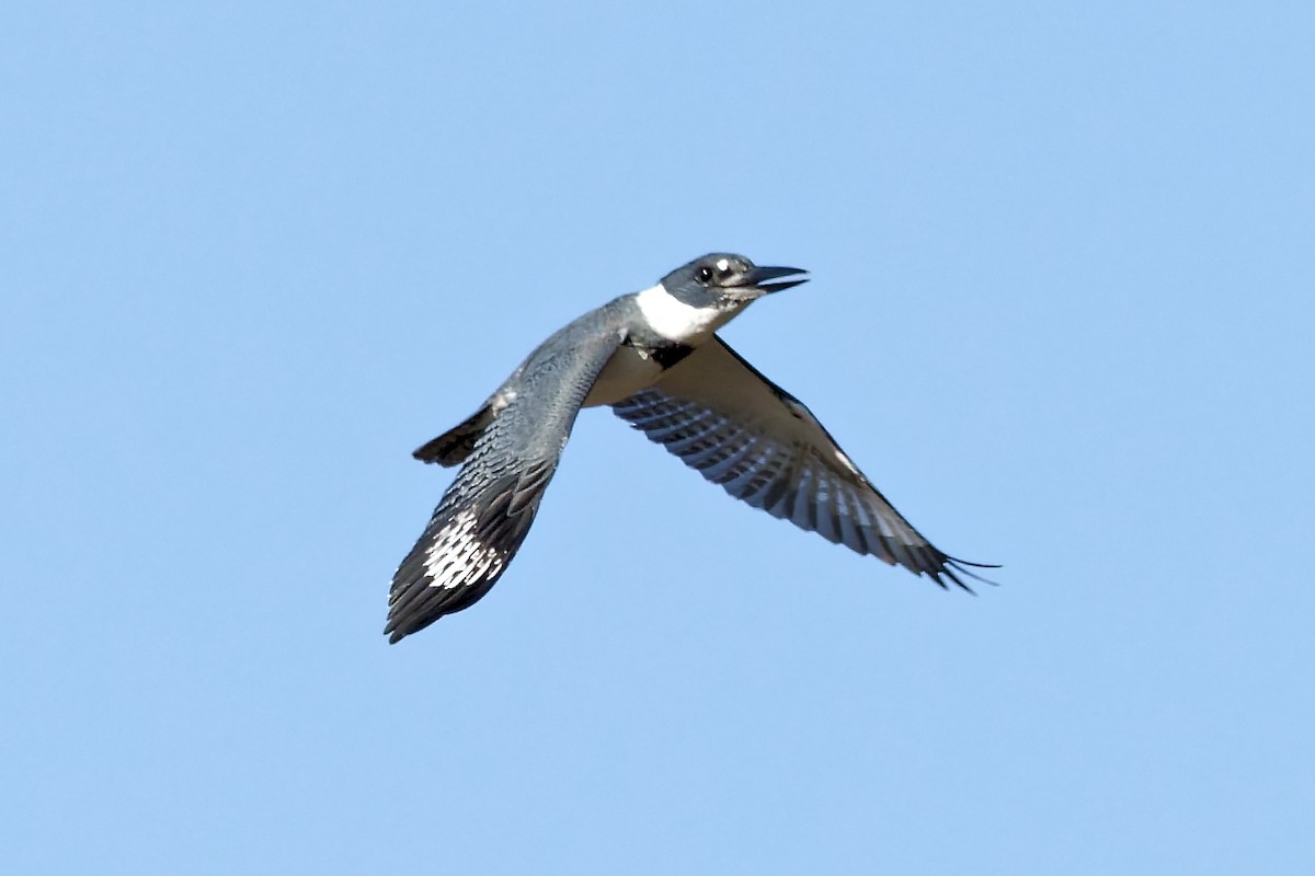 Martín Gigante Norteamericano - ML644269710