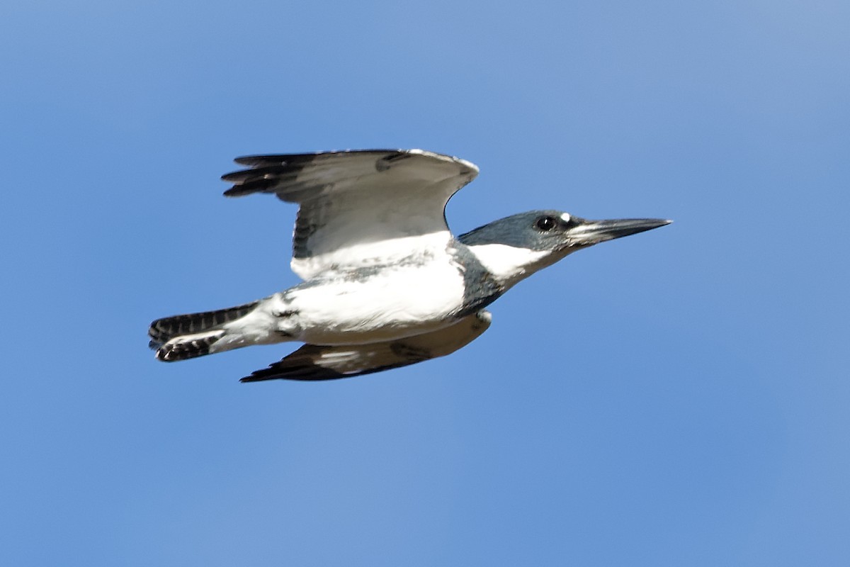 Martín Gigante Norteamericano - ML644269712