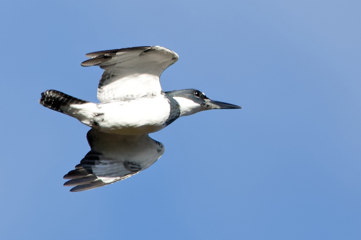 Martín Gigante Norteamericano - ML644269713