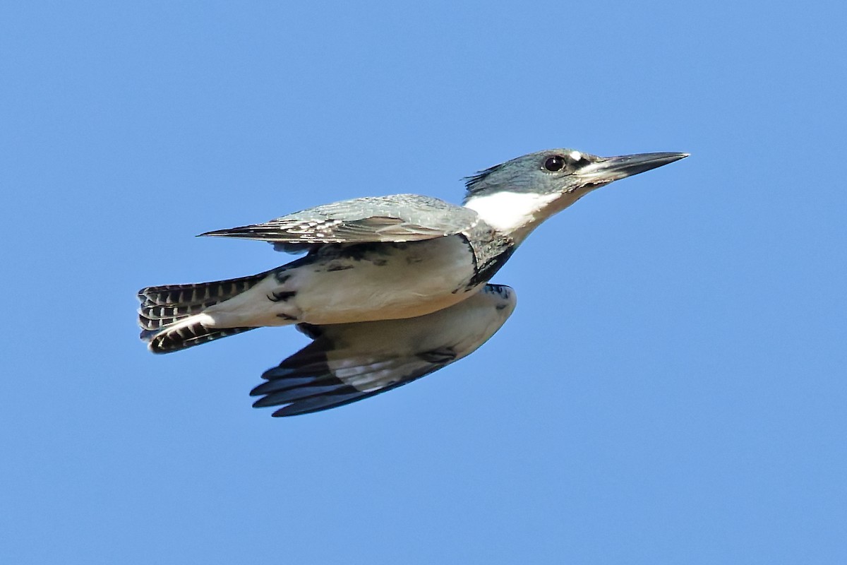 Martín Gigante Norteamericano - ML644269714