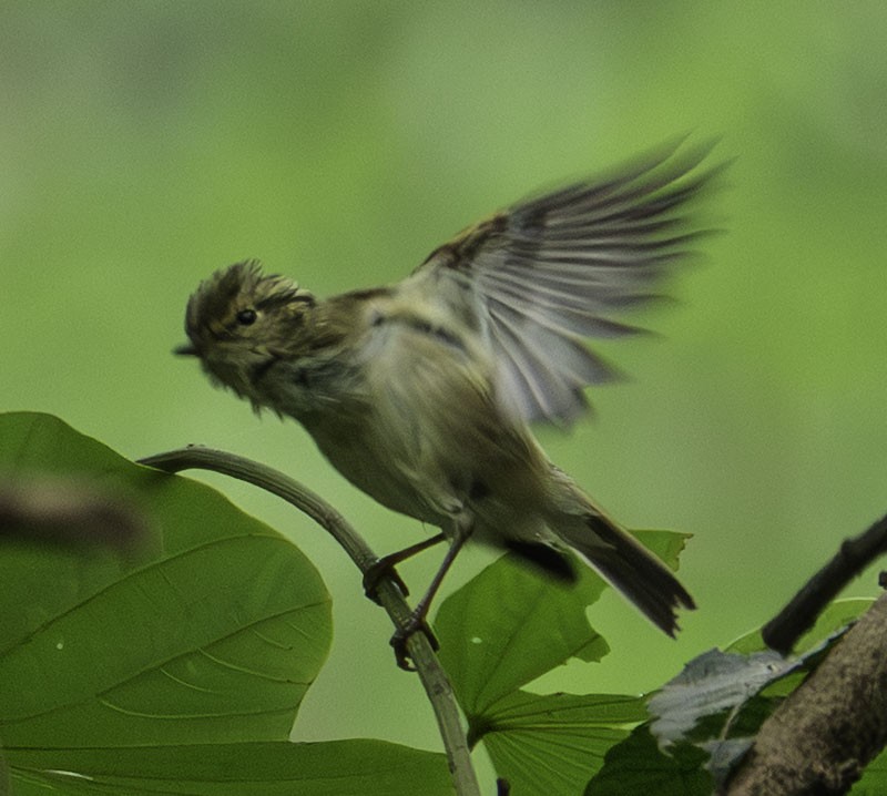 Бүхт дууч шувуу - ML644269715