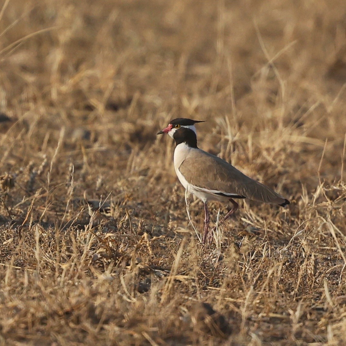 Black-headed Lapwing - ML644269719