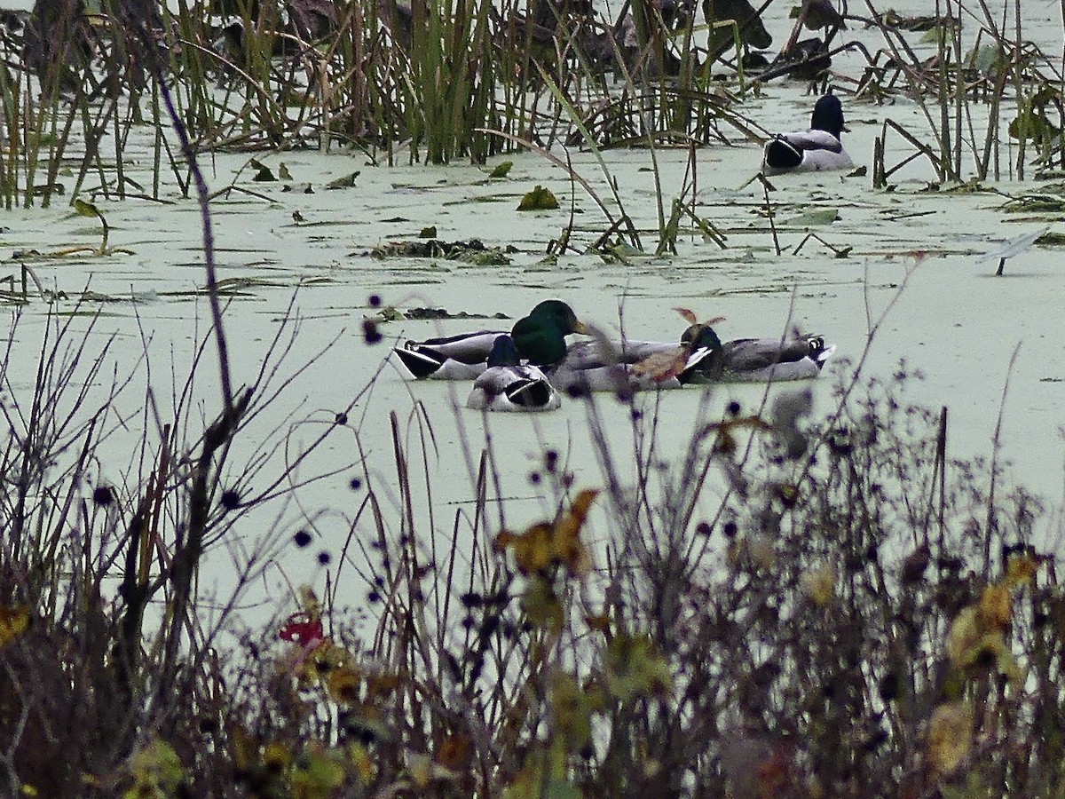 綠頭鴨 - ML644269720