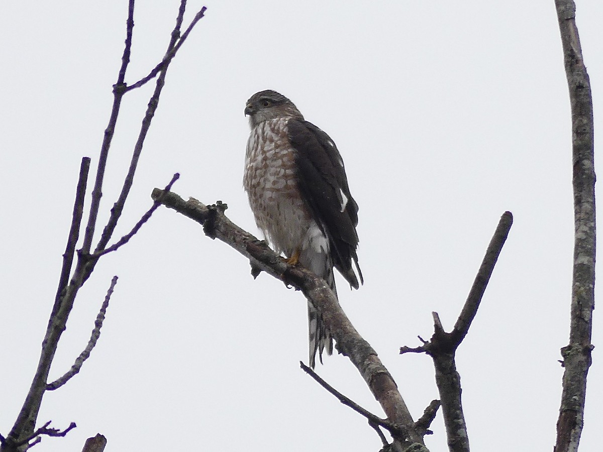 Sharp-shinned Hawk - ML644269723