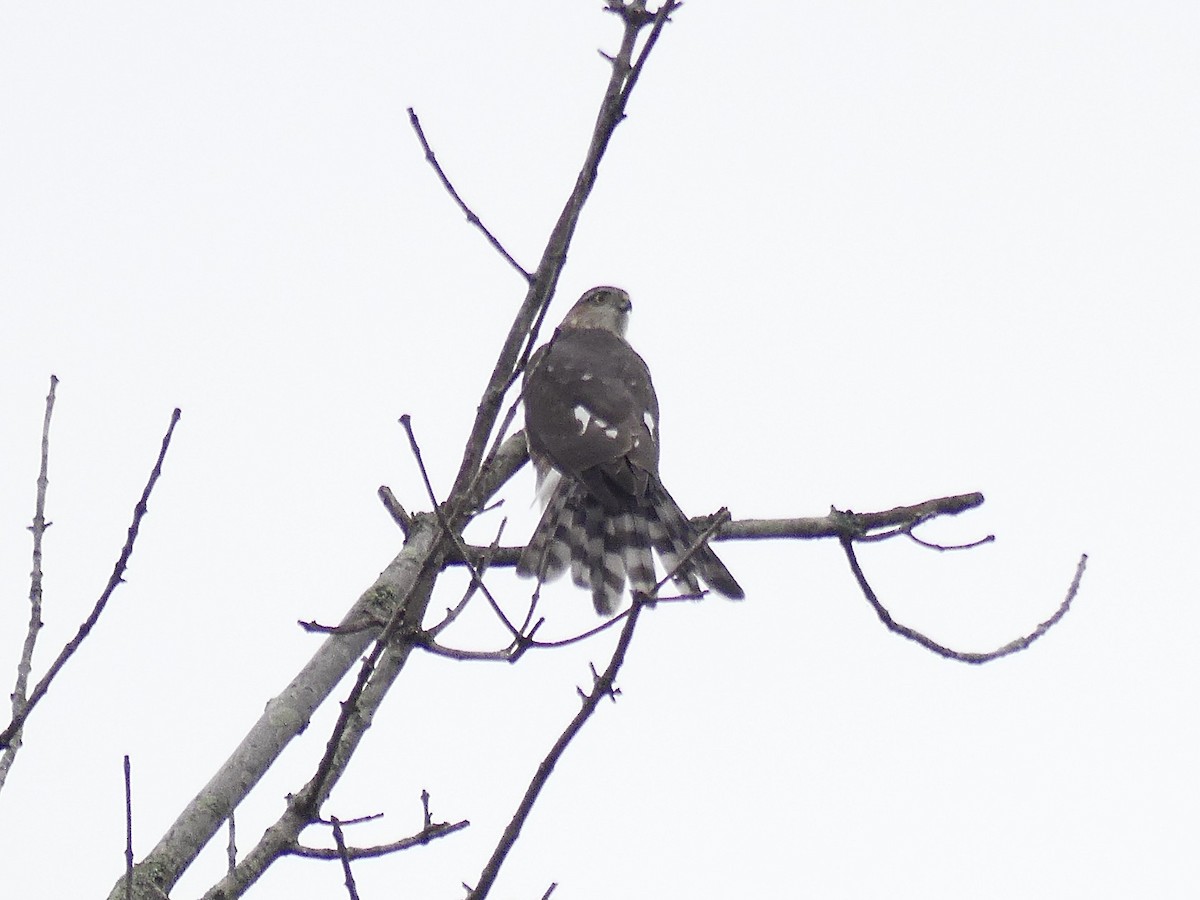 Sharp-shinned Hawk - ML644269724