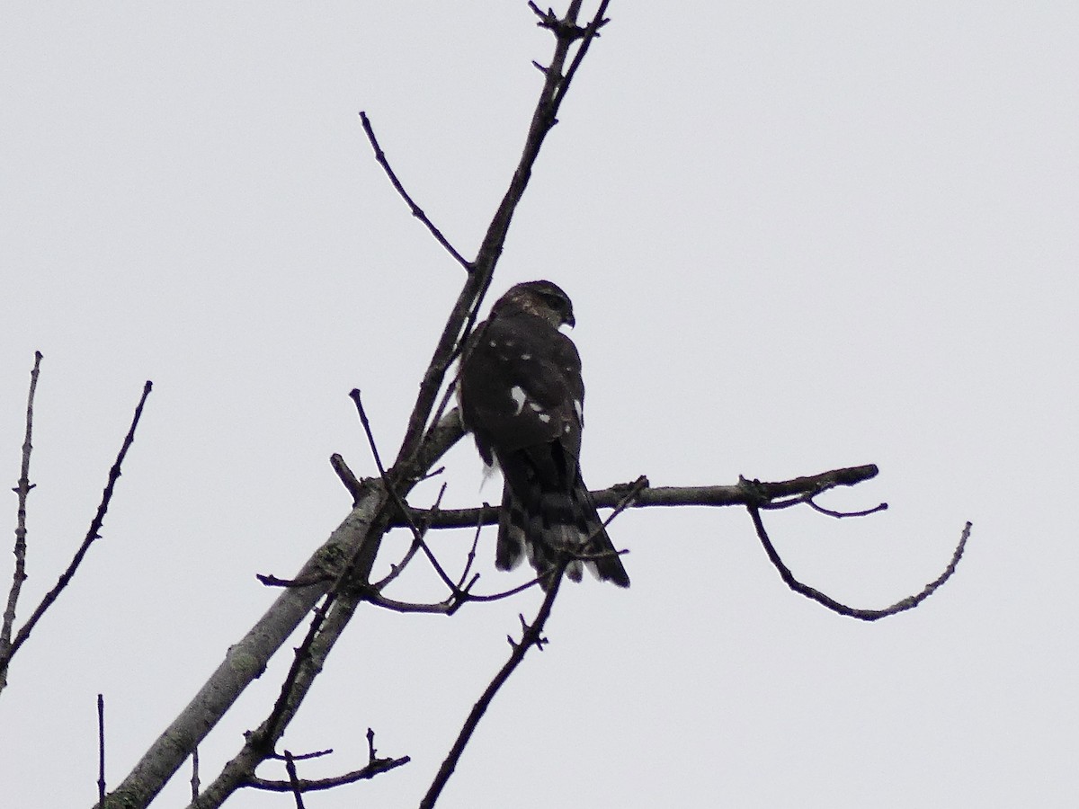 Sharp-shinned Hawk - ML644269725