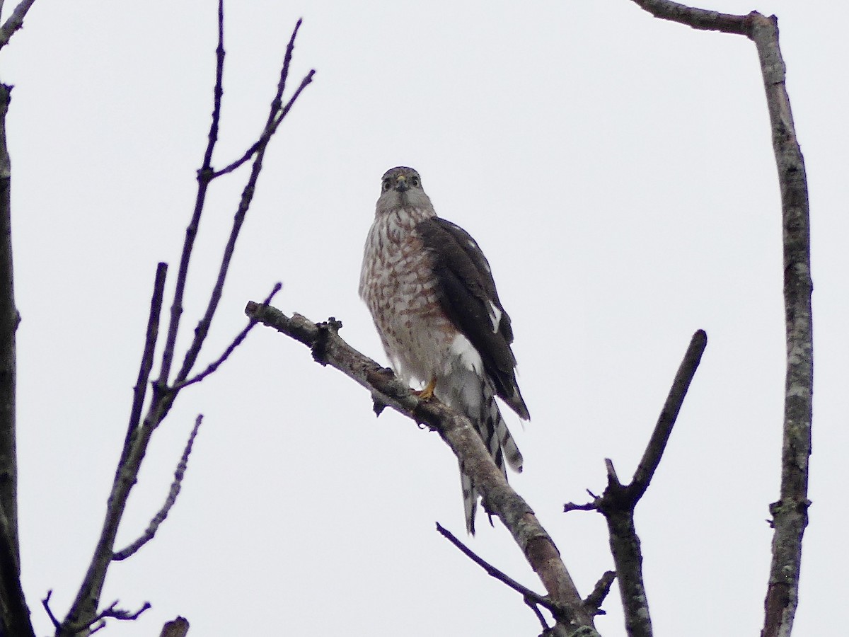 Sharp-shinned Hawk - ML644269726